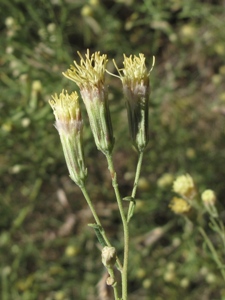 Brickellia eupatorioides var.